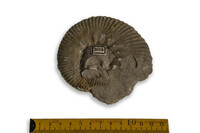 F 02013
<br/>
<br/>
<em></em>